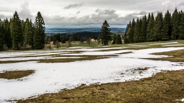 Yogur de soja propiedades