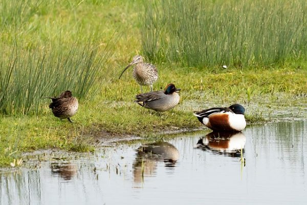 Propiedades de las chufas