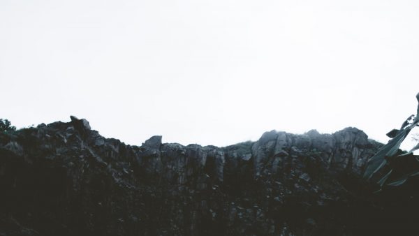 Algarrobo caracteristicas