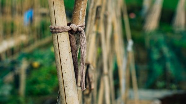 Tomates rellenos para verano