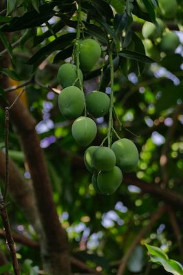 Engorda la fruta deshidratada