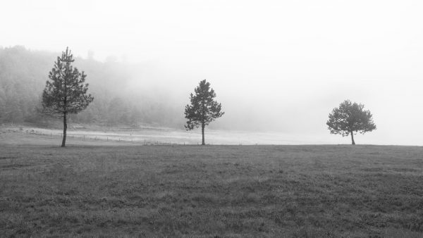 2. Composición nutricional de la Fecula