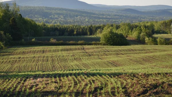 Galletas de avena para bajar el colesterol