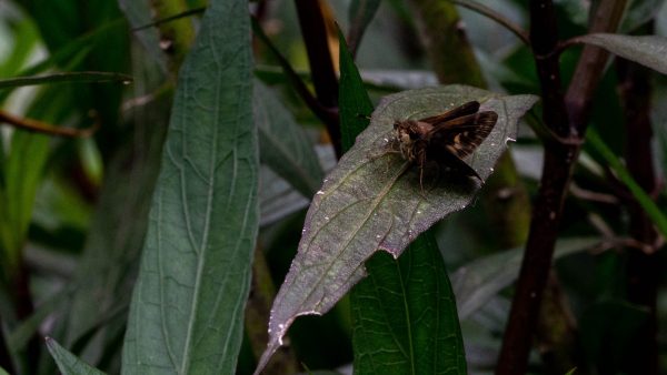 Anis verde propiedades y contraindicaciones