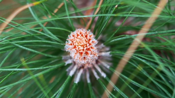 Los piñones son frutos secos