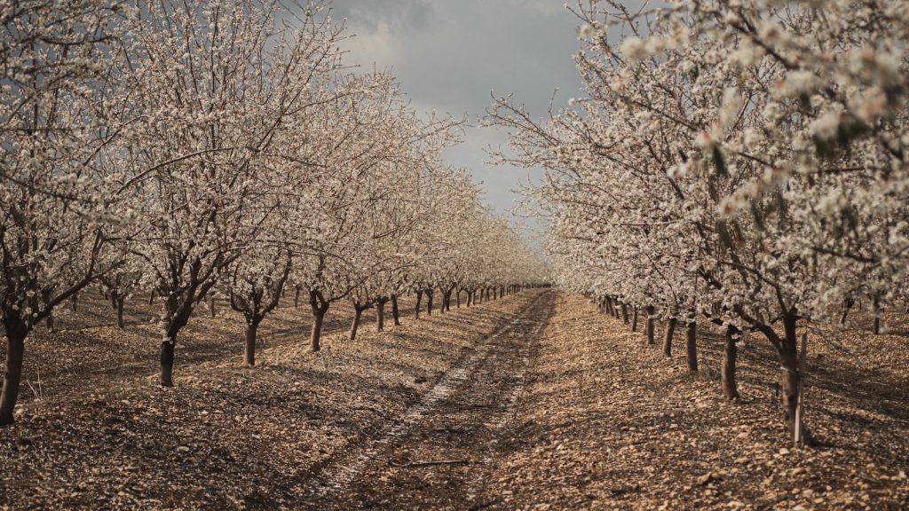 Comer almendras crudas sin piel
