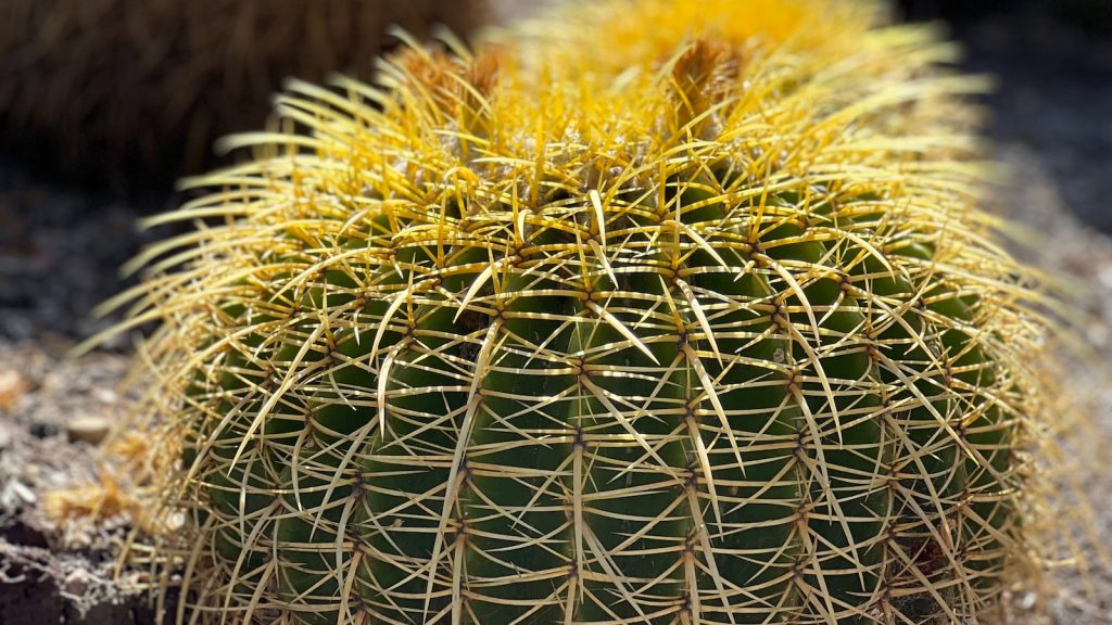 Colageno marino hidrolizado beneficios