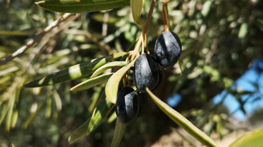 Aceitunas gluten