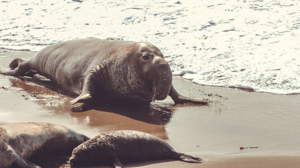 Diferencia entre pimienta blanca y negra