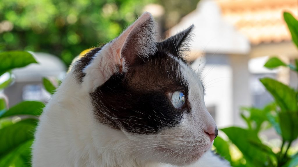 Contraindicaciones de los arandanos azules