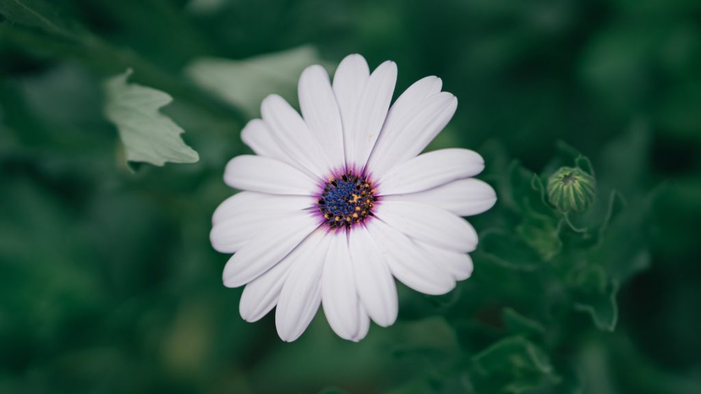 Como hacer arroz rojo