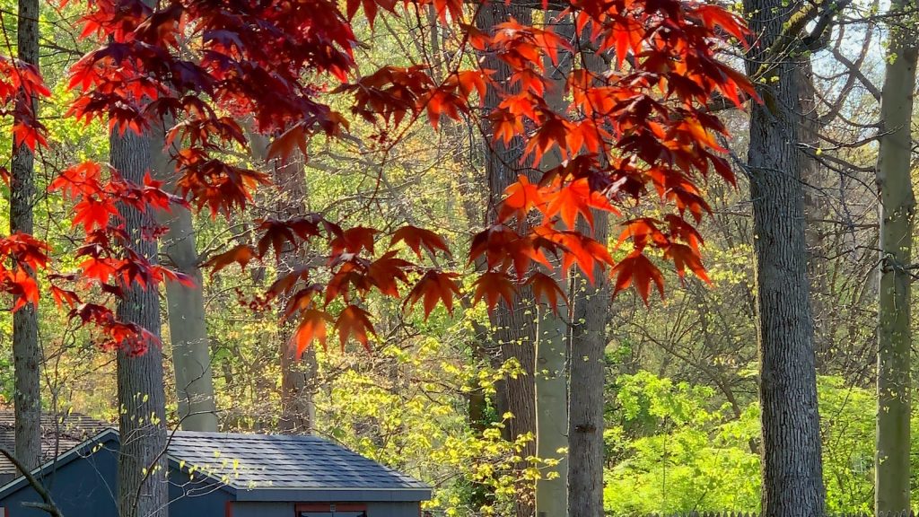Pan de centeno propiedades y contraindicaciones