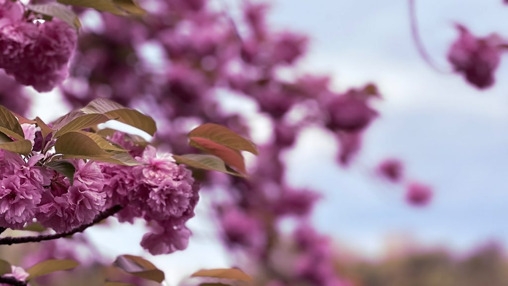 Prunus domestica var syriaca