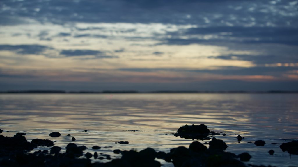 Diferencia entre miel de abeja y miel de flores