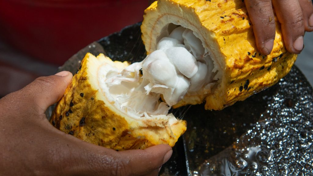 Sustituto del chocolate