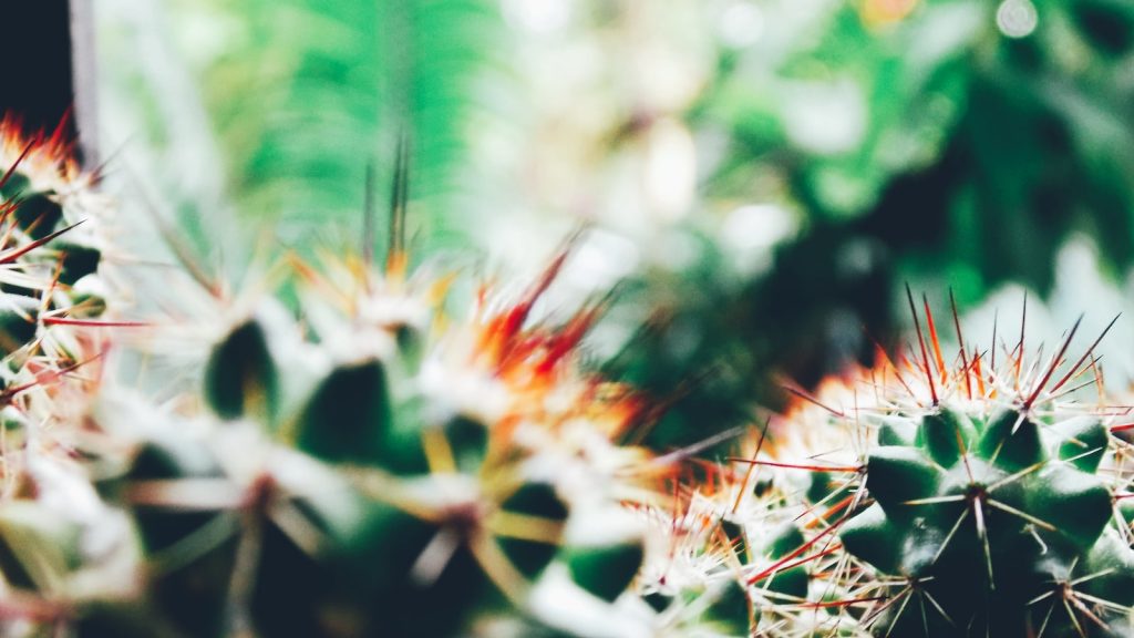 Propiedades del arándano rojo deshidratado