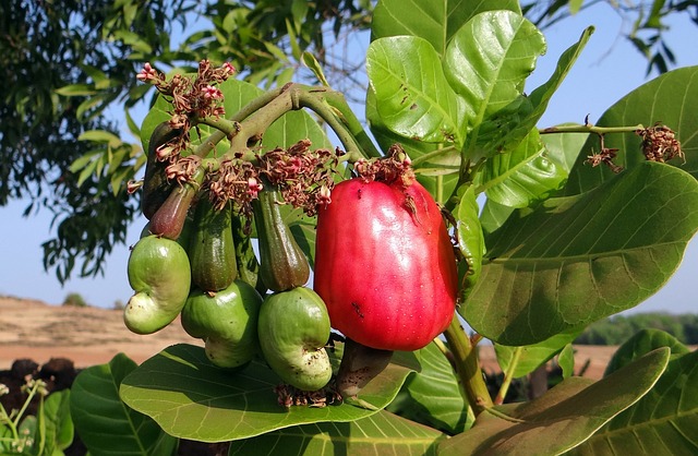 Anacardos Beneficios Bienestarvalencia Com Cuida Tu Salud