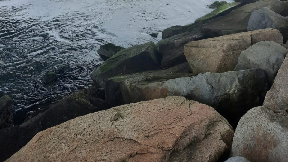 Arroz de grano largo