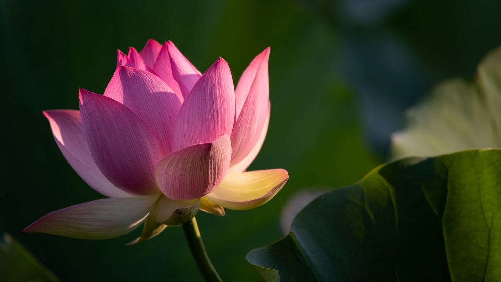 Polvo de raiz de loto