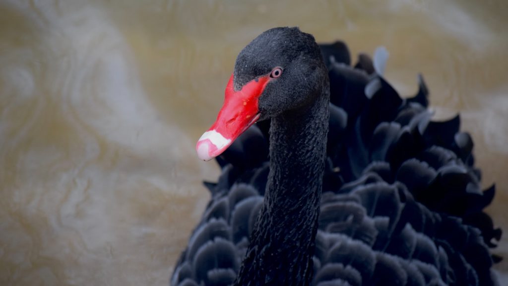 Sustituir harina de fuerza