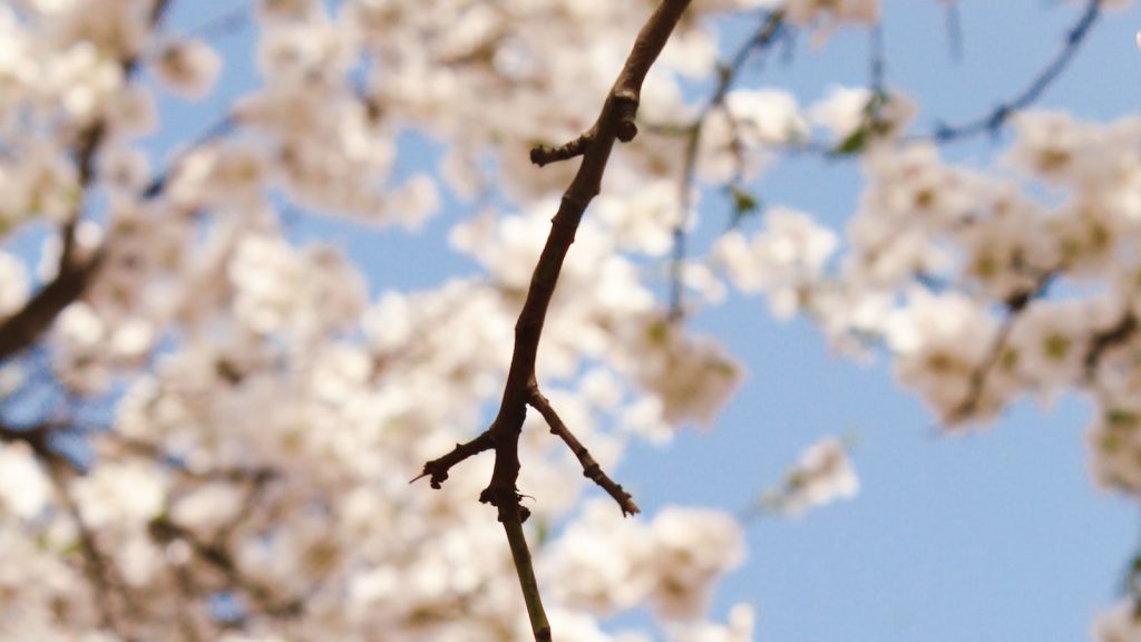 Almendra marcona molida
