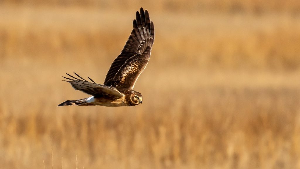 Pastel de cabello de angel