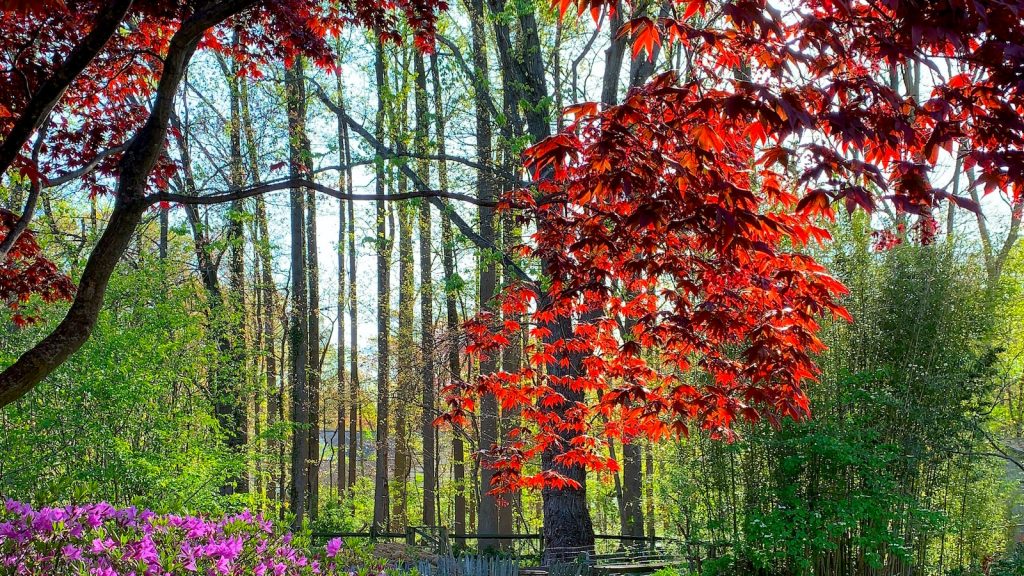 Miel de abeja natural