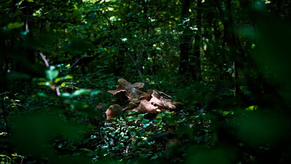 Ingredientes coulant