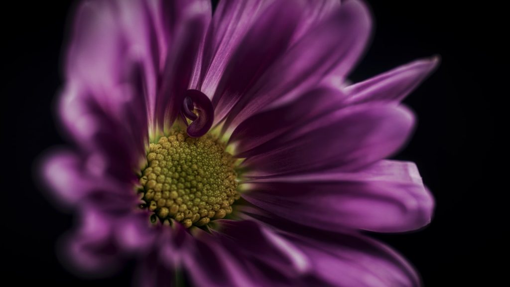 Receta gofres esponjosos