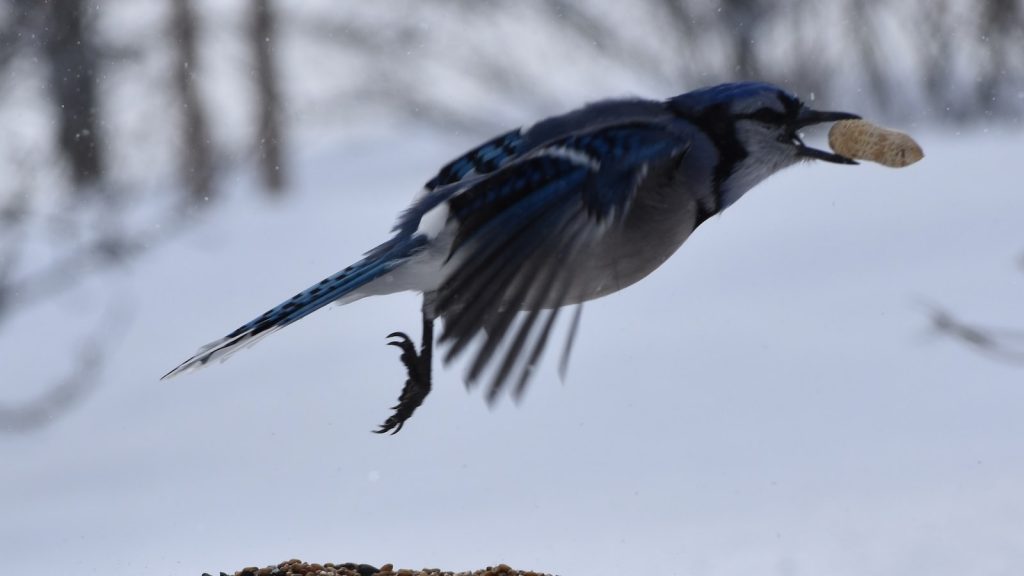 Propiedades del cacauete