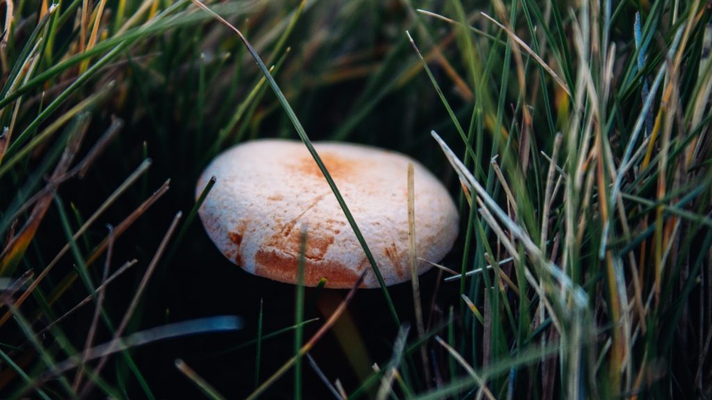 Hierbas para cocer castañas