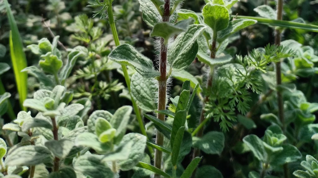 Variedades clases de oregano