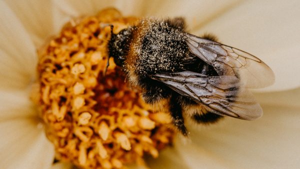 Propiedades del polen de flores
