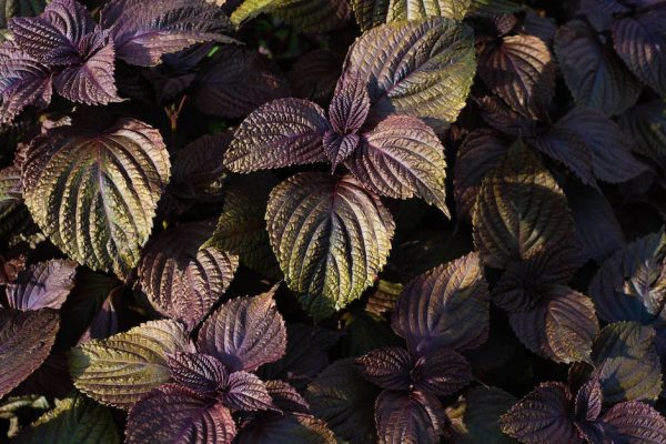 Shiso propiedades