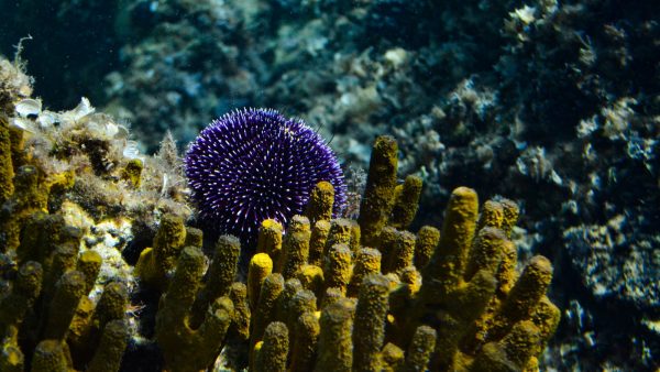 Colageno marino hidrolizado beneficios