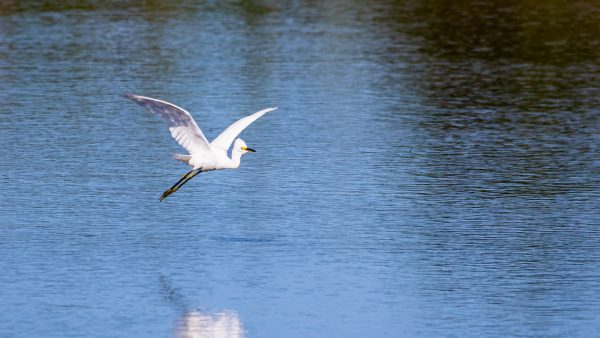 Albondigas de carne sin pan rallado
