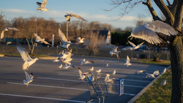 Harina sin hidratos de carbono