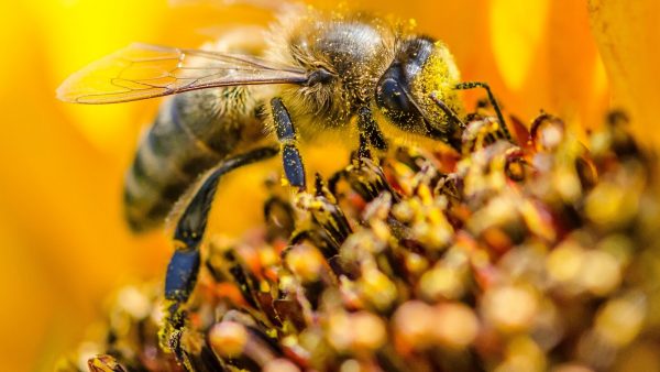 Como guardar la miel