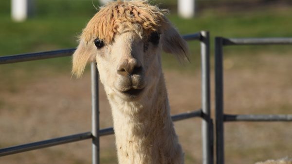 Roscon de reyes paso a paso