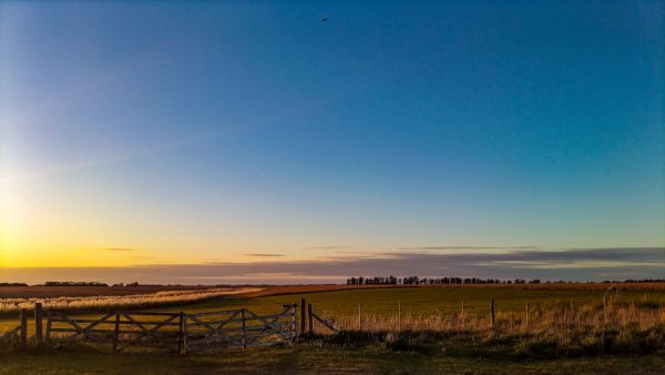 Endospermo del trigo