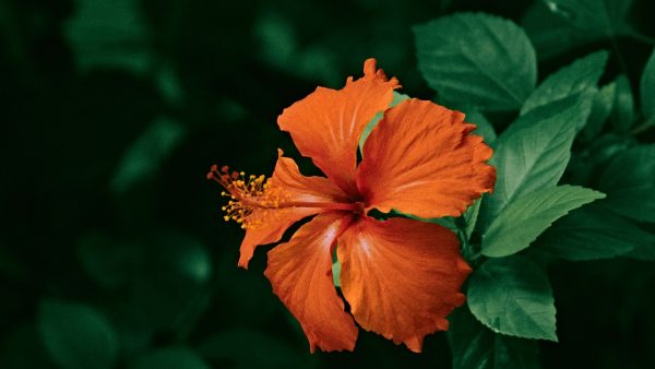 Flor de hibisco deshidratada beneficios