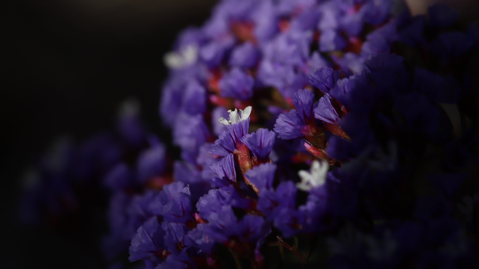 Te kukicha preparacion