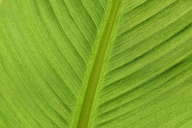 Polvo banana