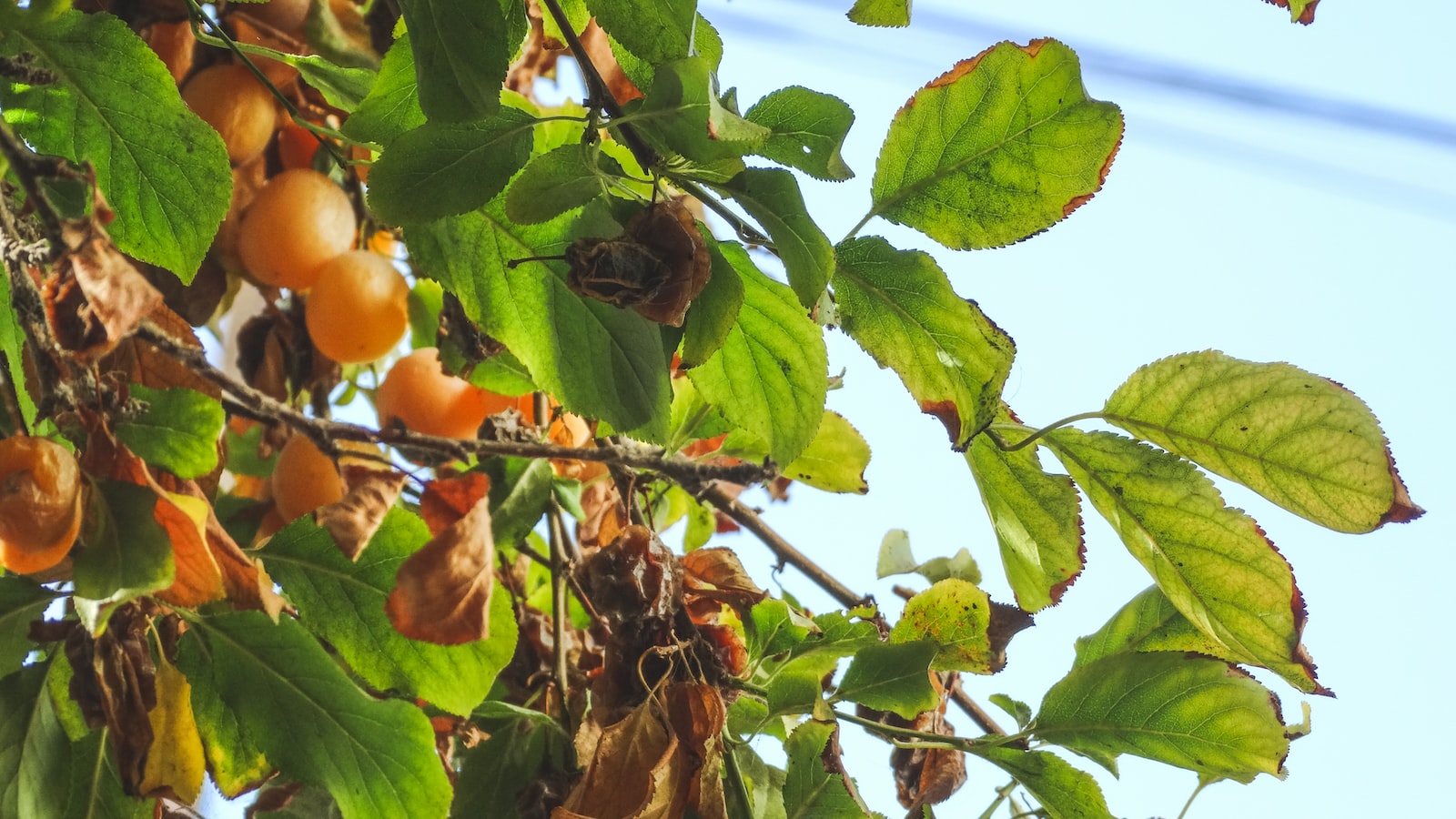 Variedad ciruelas