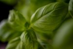 Spagetti pesto