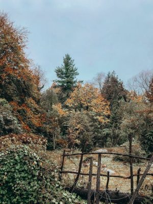 Levadura de panadero seca