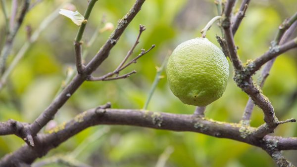 Frutos secos para pancreatitis