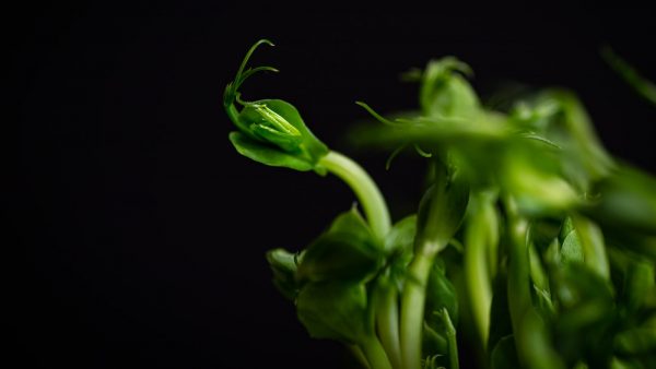 Lentejas verdinas recetas