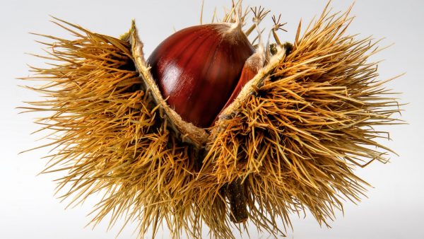 Castaña pilonga se come