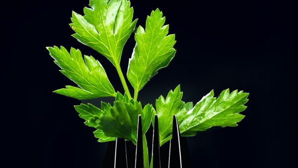 Chocolate con leche vegano